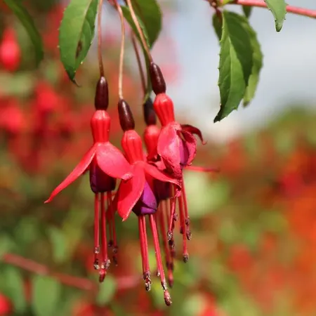 An Portán Affittacamere 3*